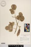 Canavalia pubescens image