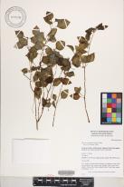 Dissotis rotundifolia image