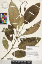 Labordia tinifolia var. wahiawaensis image