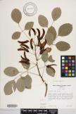 Erythrina crista-galli image