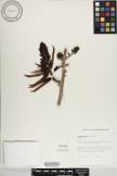 Erythrina pallida image