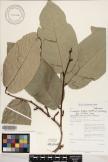 Inocarpus fagifer image