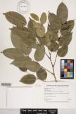 Pterocarpus indicus image