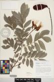 Wallaceodendron celebicum image