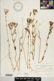 Centaurium erythraea subsp. erythraea image
