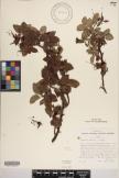 Geranium arboreum image