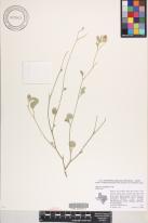 Hibiscus denudatus image