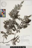 Vandenboschia tubiflora image