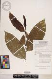Elaeocarpus carolinensis image