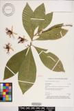 Barringtonia samoensis image
