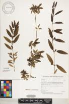Stenogyne angustifolia image
