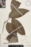 Merrilliodendron megacarpum image