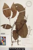 Merrilliodendron megacarpum image