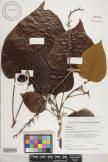 Gmelina arborea image