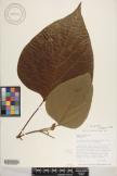Gmelina arborea image
