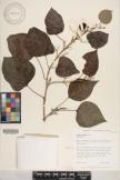Gmelina arborea image