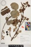 Gmelina arborea image