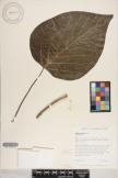 Gmelina arborea image