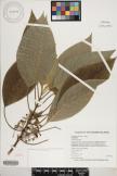 Phyllostegia floribunda image