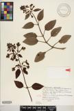 Phyllostegia grandiflora image
