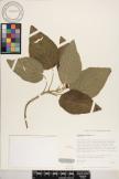 Phyllostegia hirsuta image