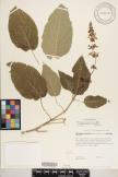 Phyllostegia parviflora var. lydgatei image