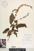 Plectranthus scutellarioides image