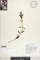 Stenogyne angustifolia image
