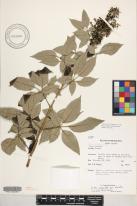 Vitex trifolia var. trifolia image