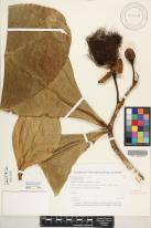Barringtonia asiatica image