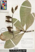 Barringtonia racemosa image
