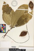 Barringtonia samoensis image