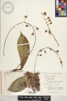 Barringtonia racemosa image