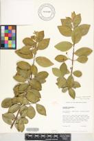 Malpighia emarginata image