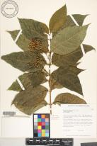 Bunchosia armeniaca image