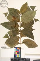 Bunchosia armeniaca image