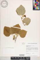 Hibiscadelphus distans image