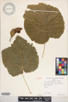 Hibiscadelphus giffardianus image