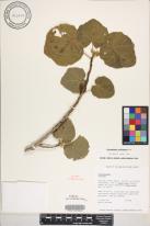 Hibiscadelphus hualalaiensis image
