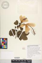 Hibiscus arnottianus subsp. arnottianus image