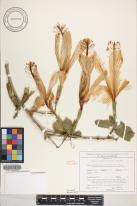Hibiscus arnottianus subsp. immaculatus image