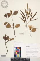 Hibiscus boryanus image