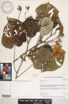 Hibiscus tiliaceus image