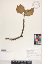 Hibiscus boryanus image