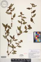 Malvastrum coromandelianum subsp. coromandelianum image