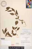 Malvastrum coromandelianum subsp. coromandelianum image