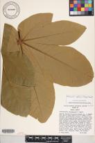 Sterculia apetala image