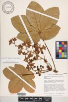 Sterculia apetala image