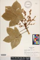 Sterculia apetala image