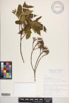 Astronidium glabrum image